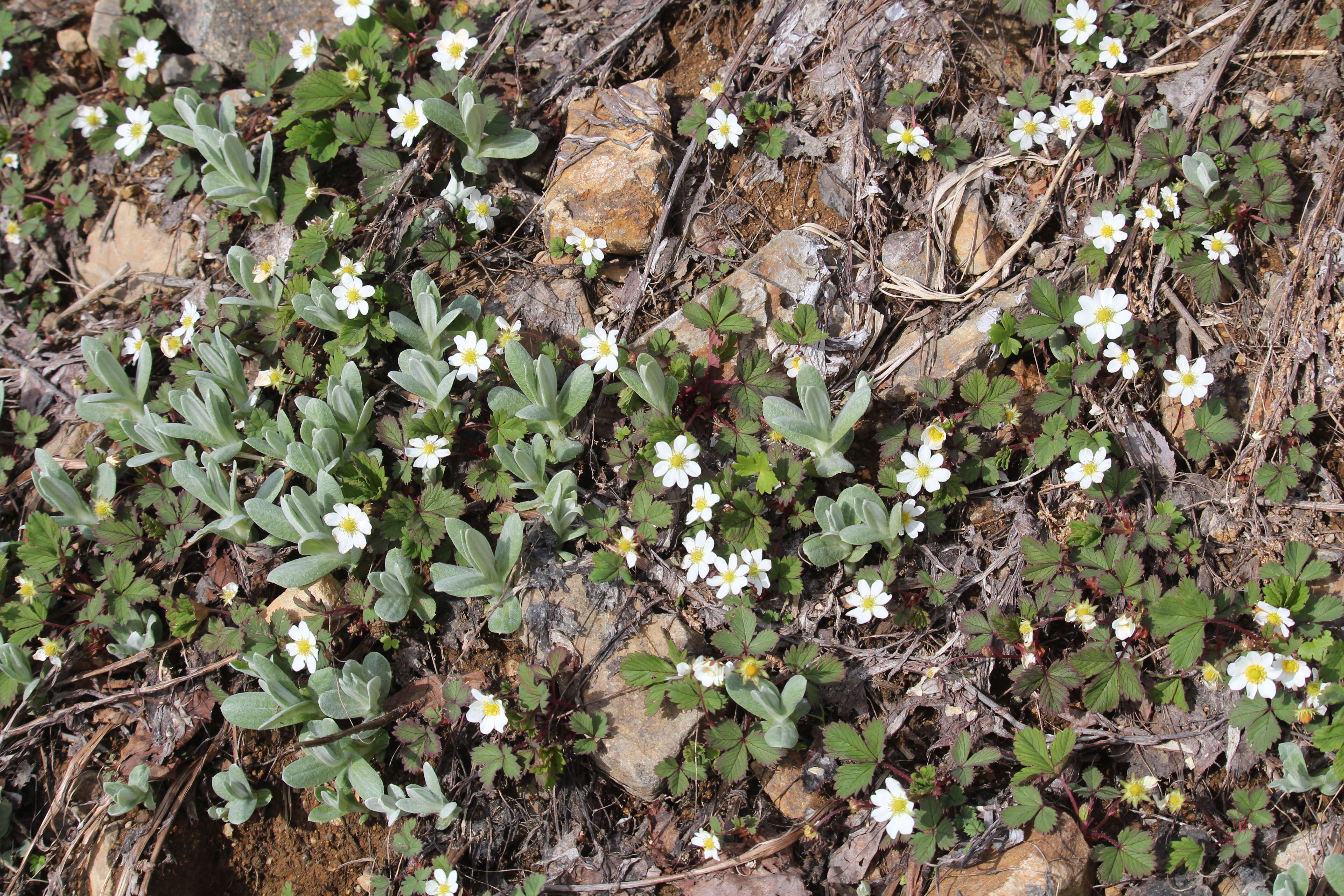 Imagem de Anaphalis margaritacea (L.) Benth.