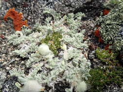 Image de Astragalus purshii var. lectulus (S. Wats.) M. E. Jones