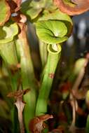 Image of Yellow pitcher plant