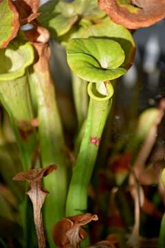 Image of Yellow pitcher plant