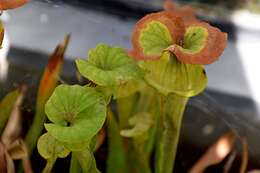 Image of Yellow pitcher plant