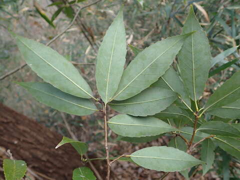 Image of bamboo-leaf oak