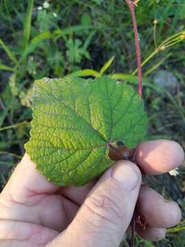 Image of fox grape