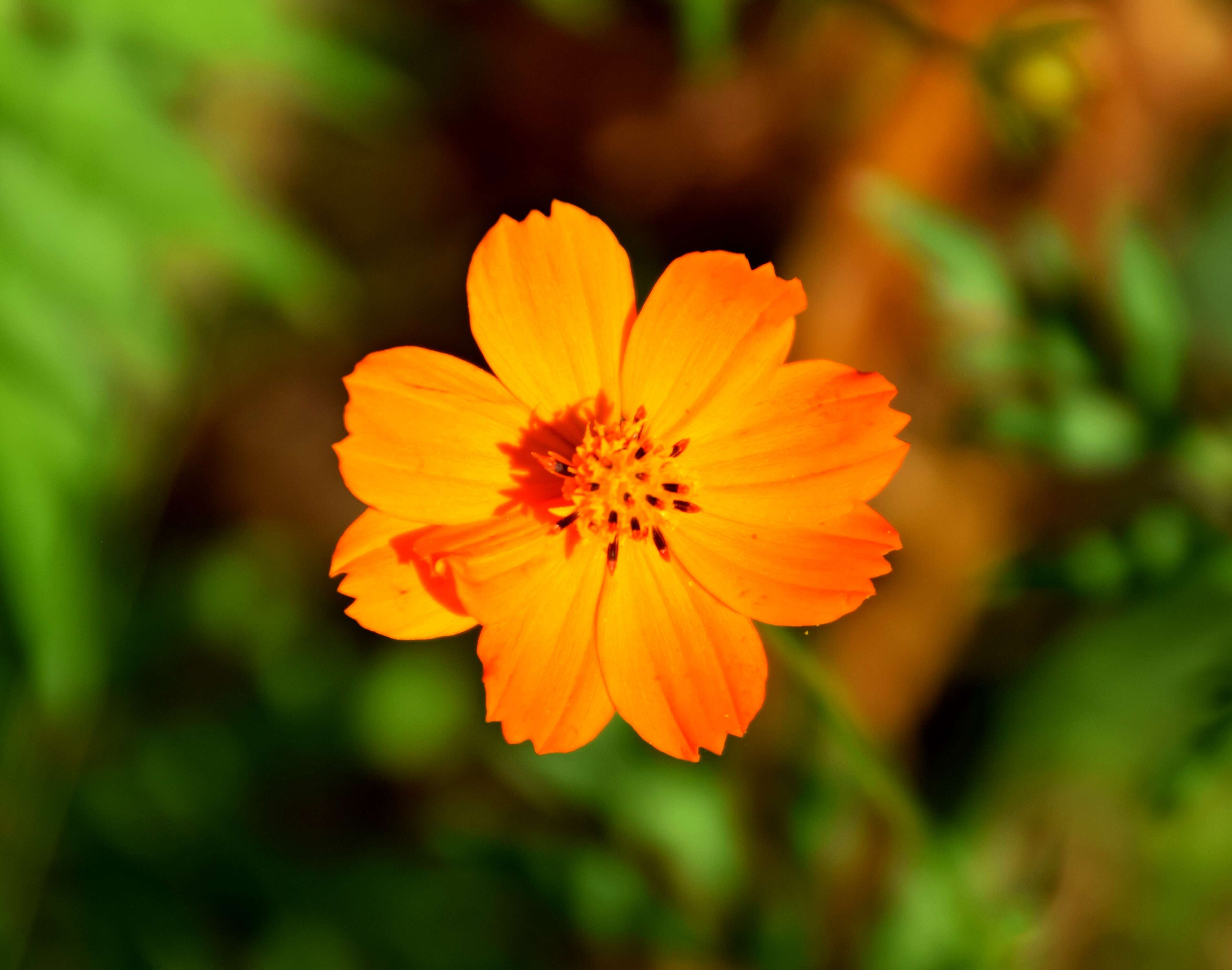 Image of sulphur cosmos