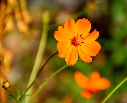 Image of sulphur cosmos