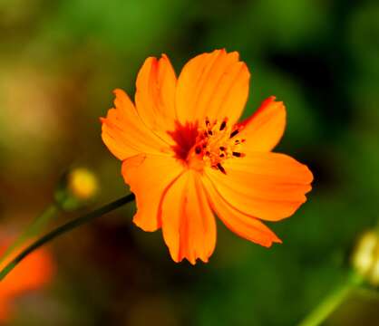 Image of sulphur cosmos