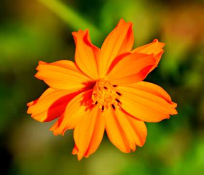 Image of sulphur cosmos