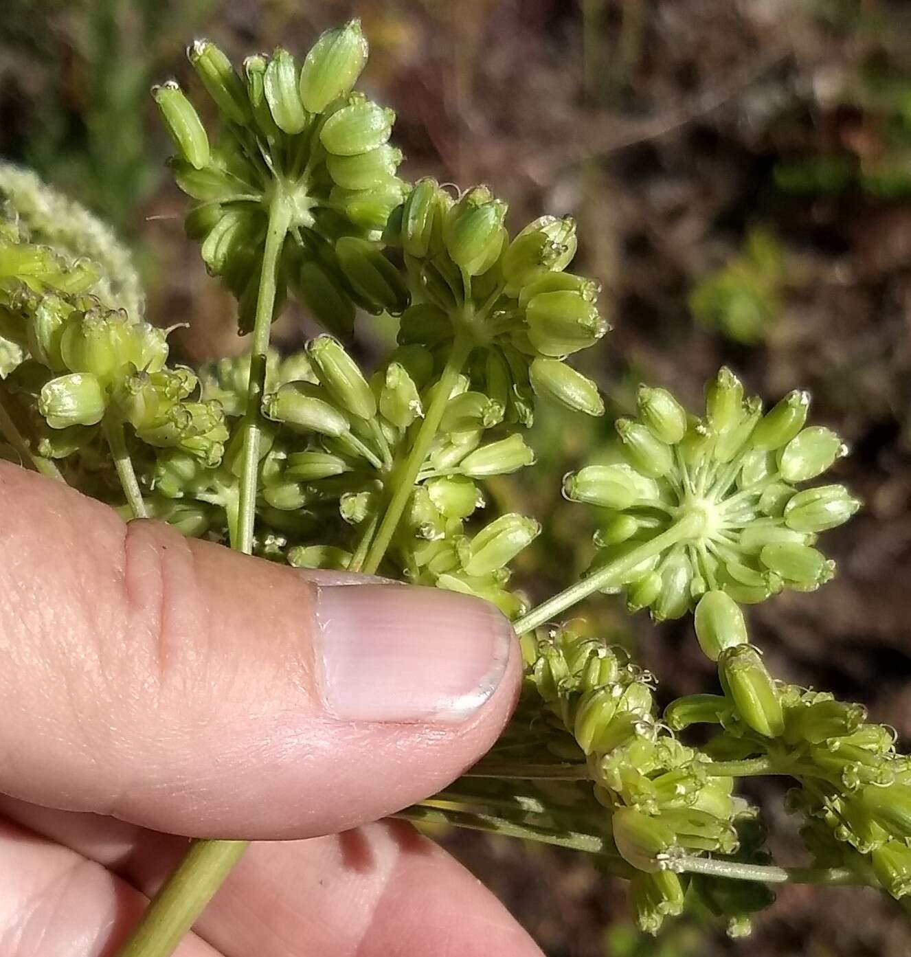 Image of Lyall's angelica