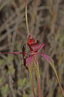 Caladenia formosa G. W. Carr的圖片