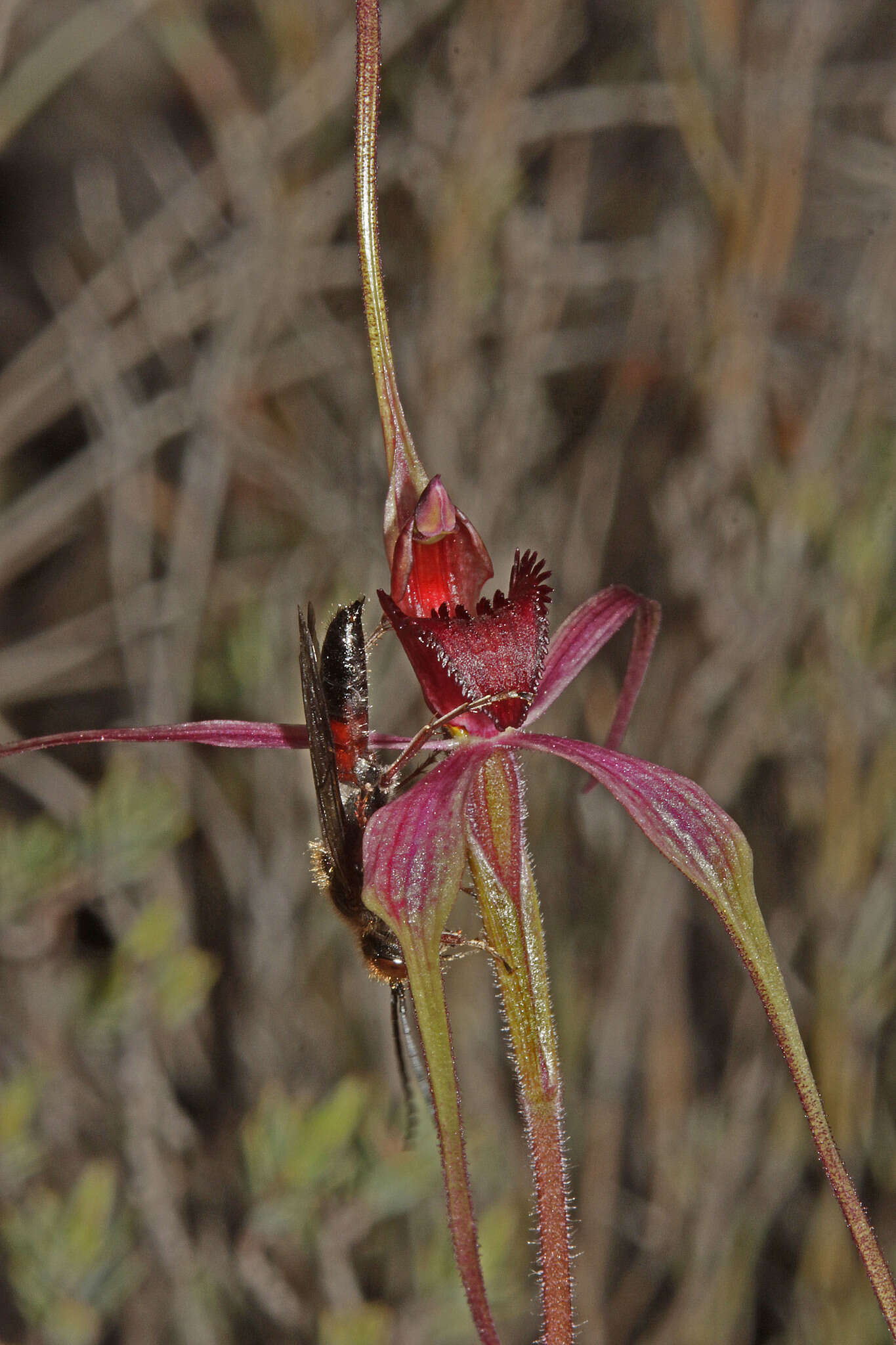 Caladenia formosa G. W. Carr的圖片