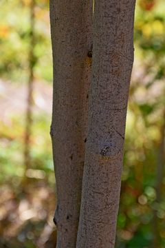 Image of white leadtree