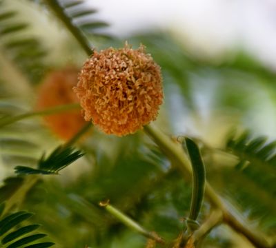 Image of white leadtree