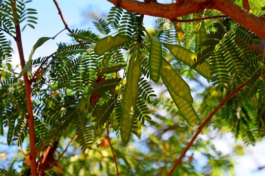 Image of white leadtree