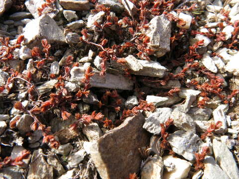 Image of Crassula multicaulis (Petrie) A. P. Druce & D. R. Given