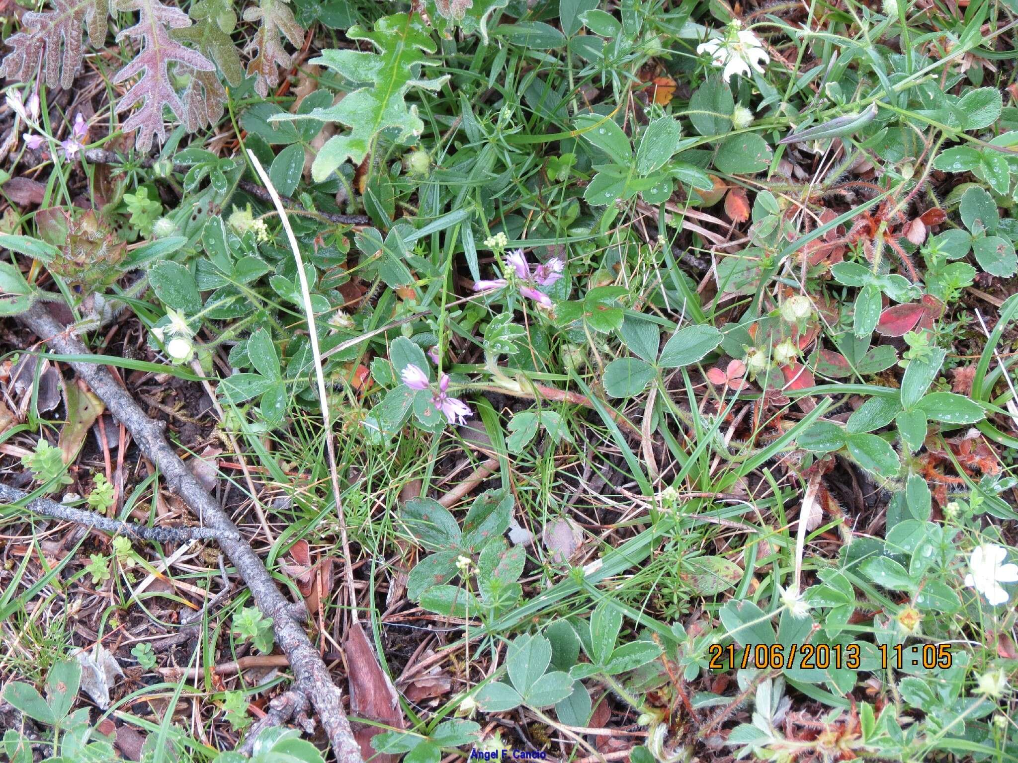 Image of Potentilla montana Brot.