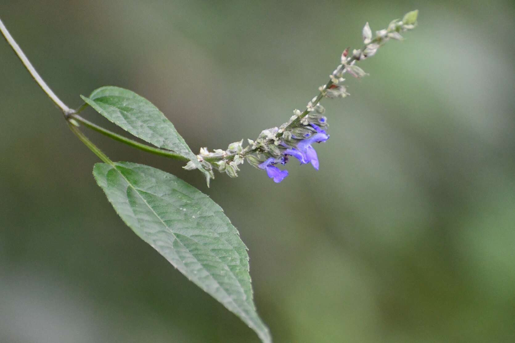 Image of Salvia connivens Epling