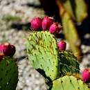 Image of Opuntia rastrera