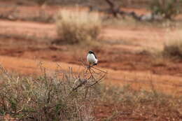 Image of Long-tailed Fiscal