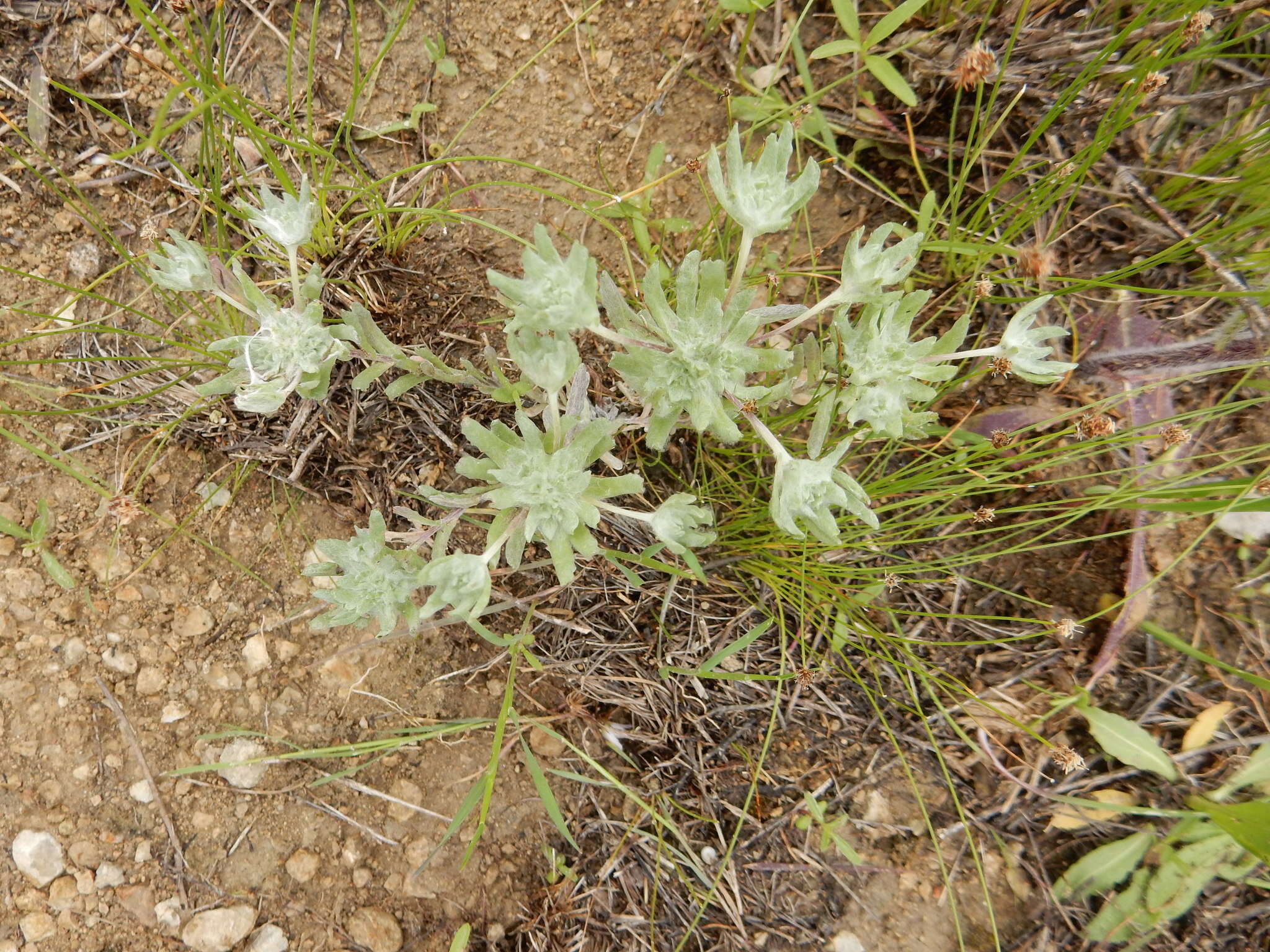 Imagem de <i>Diaperia <i>prolifera</i></i> var. prolifera