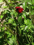 صورة Dianthus barbatus L.