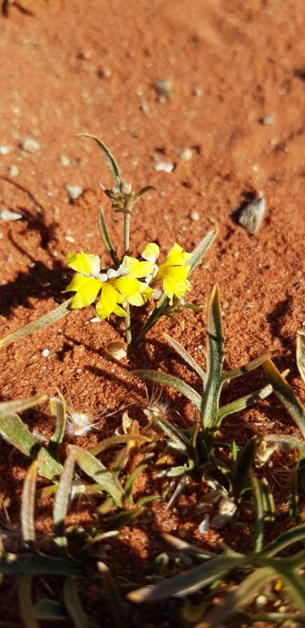 Слика од Goodenia lunata J. M. Black