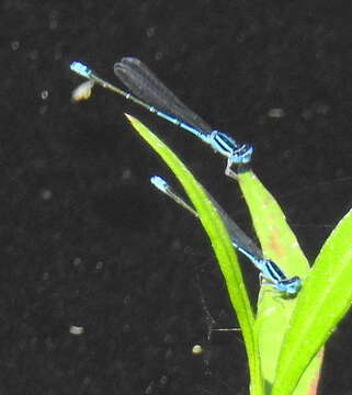 Image of Black-tailed Bluet