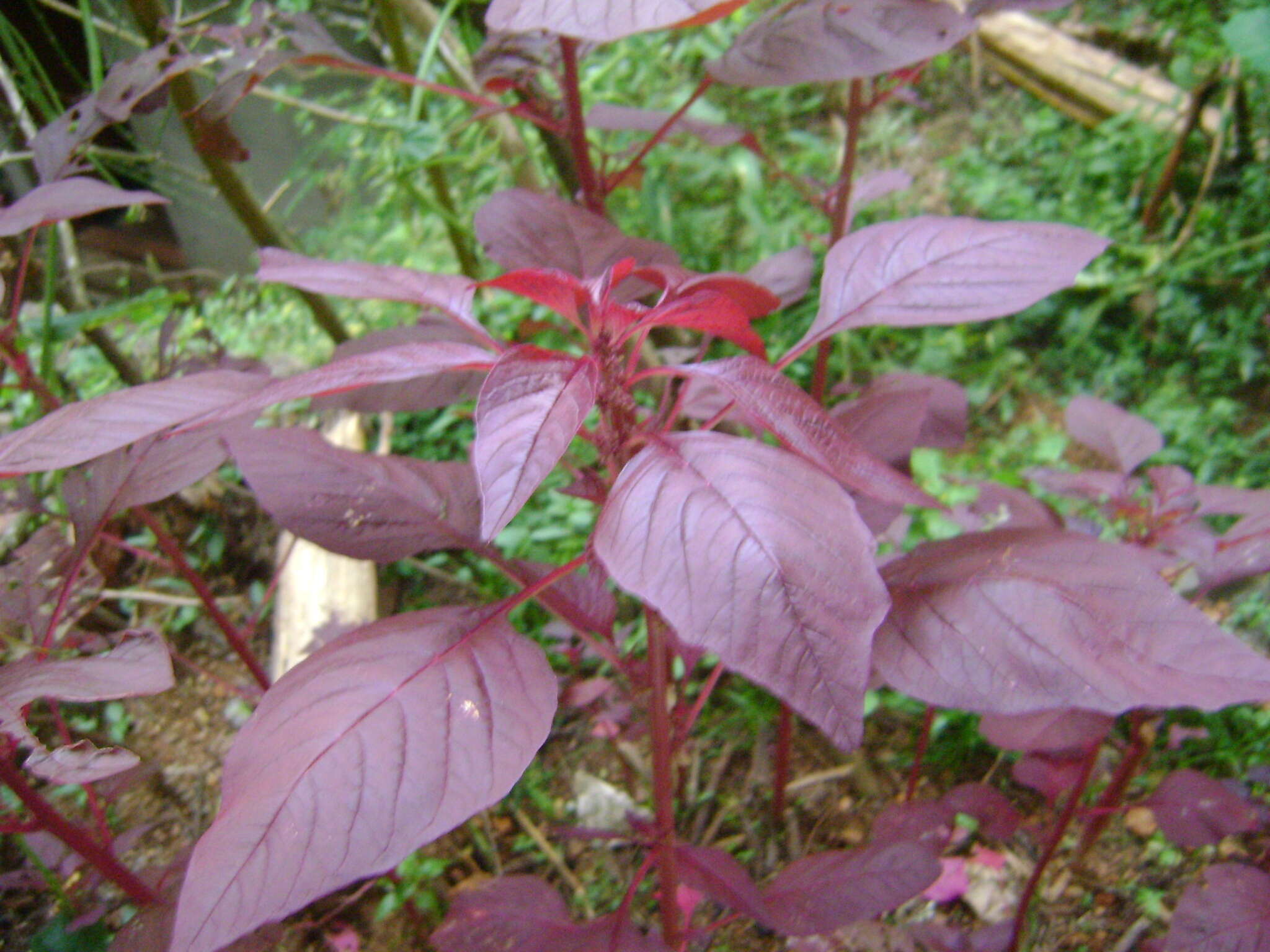 Image of spleen amaranth