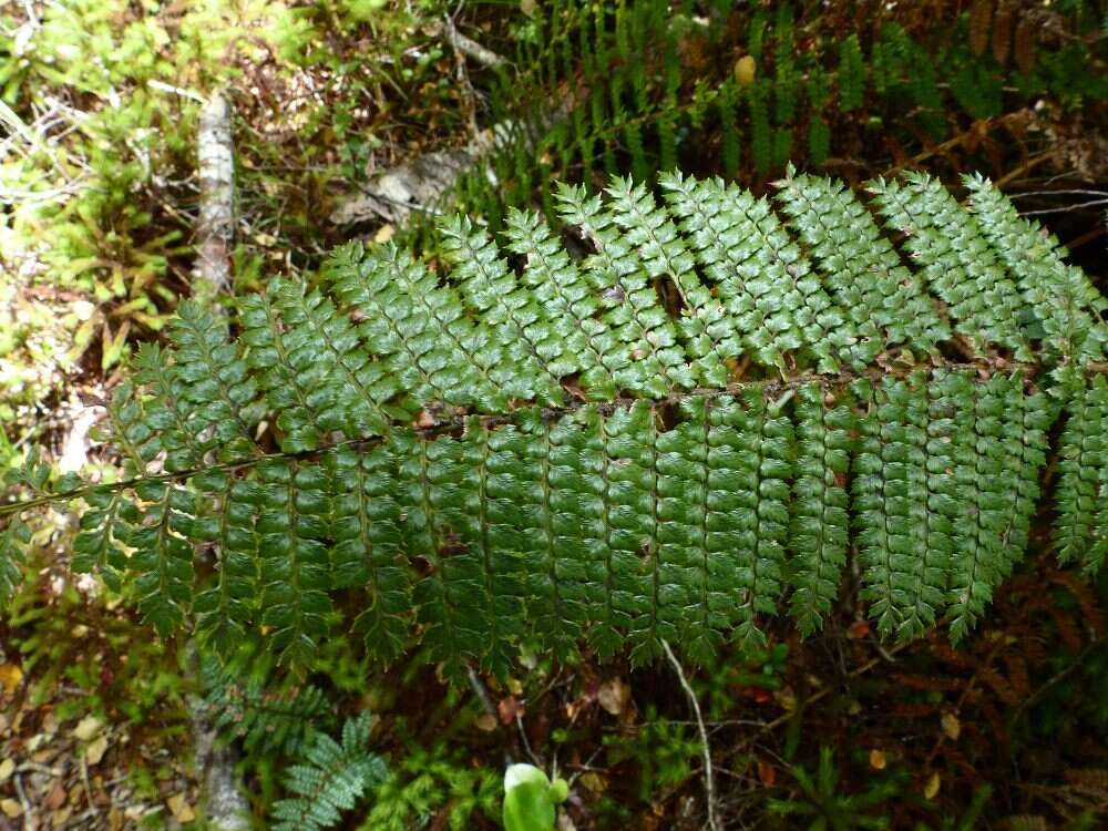 Sivun Polystichum vestitum (G. Forst.) C. Presl kuva