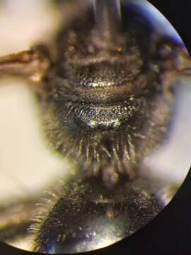 Lasioglossum clypeare (Schenck 1853) resmi