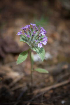 Image of Ziziphora capitata L.