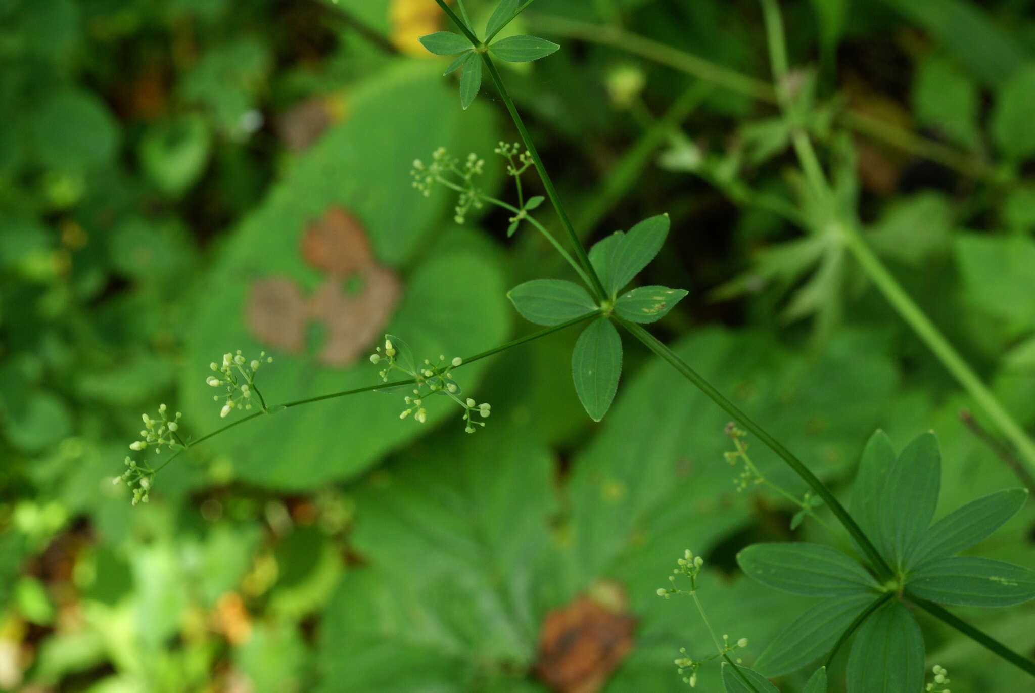 Plancia ëd Galium maximowiczii (Kom.) Pobed.