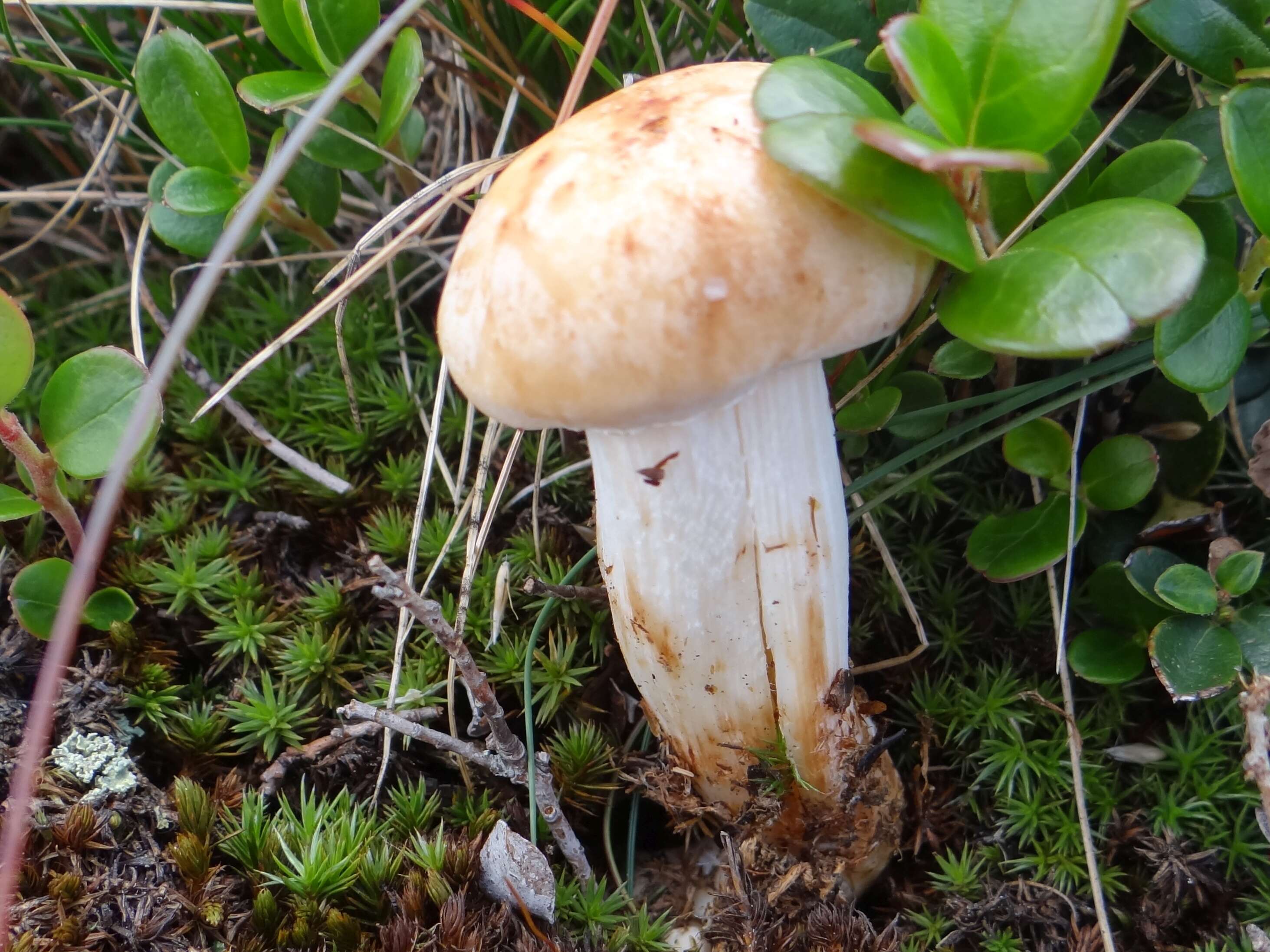 Image of Hygrophorus pudorinus (Fr.) Fr. 1836