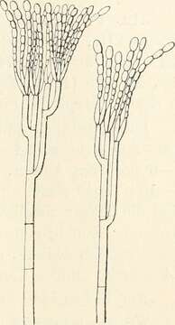 Image of Penicillium italicum Wehmer 1894