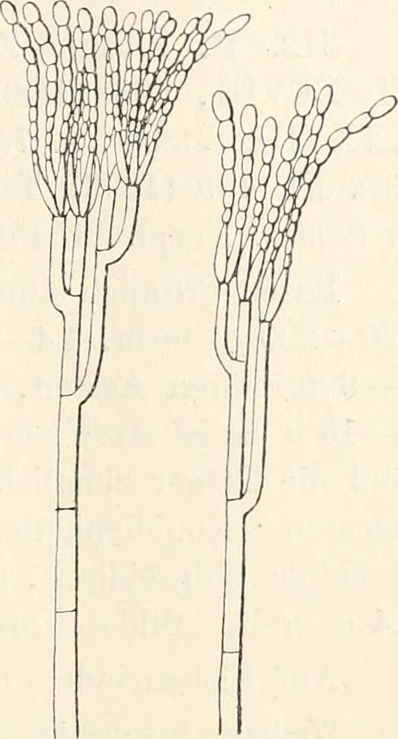 Image of Penicillium italicum Wehmer 1894