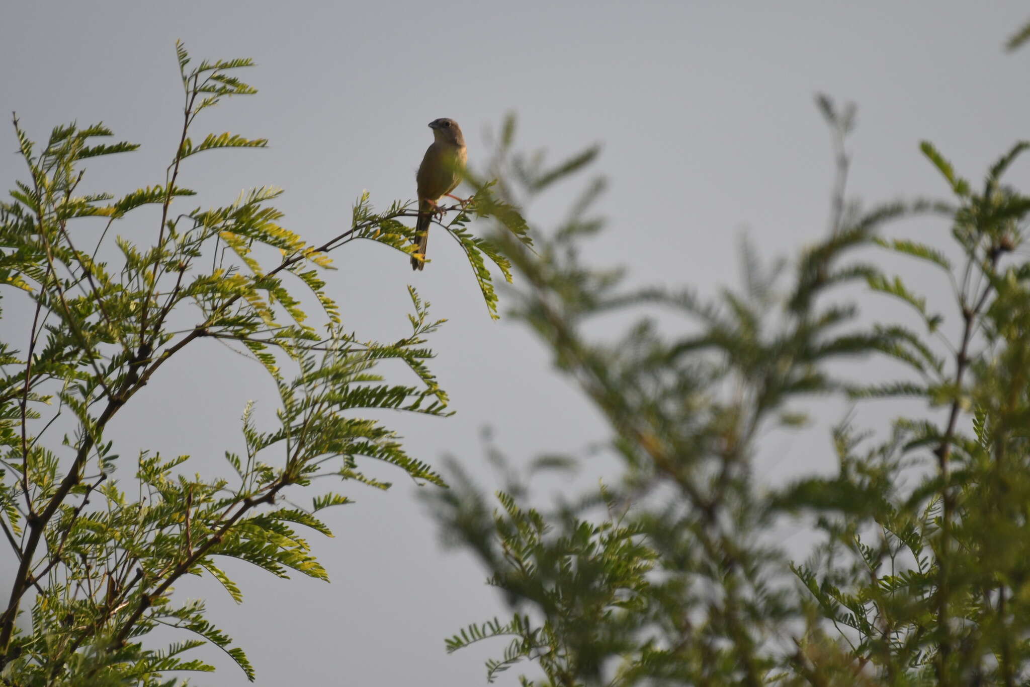 Image of Botteri's Sparrow