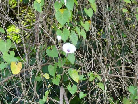 Plancia ëd Ipomoea anisomeres Robinson & Bartlett