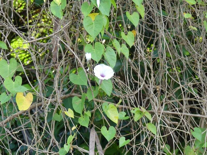 Plancia ëd Ipomoea anisomeres Robinson & Bartlett