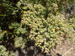 Image of Santa Cruz Island buckwheat