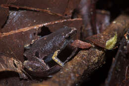 Image of Bassler's humming frog