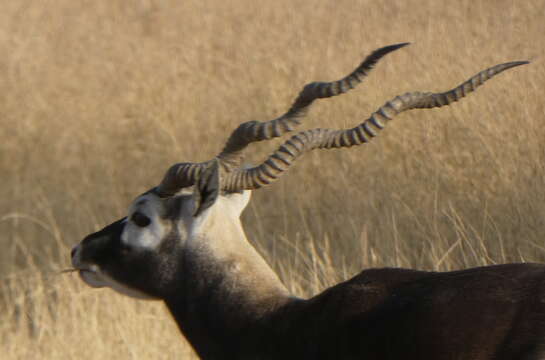 Image de Antilope Pallas 1766