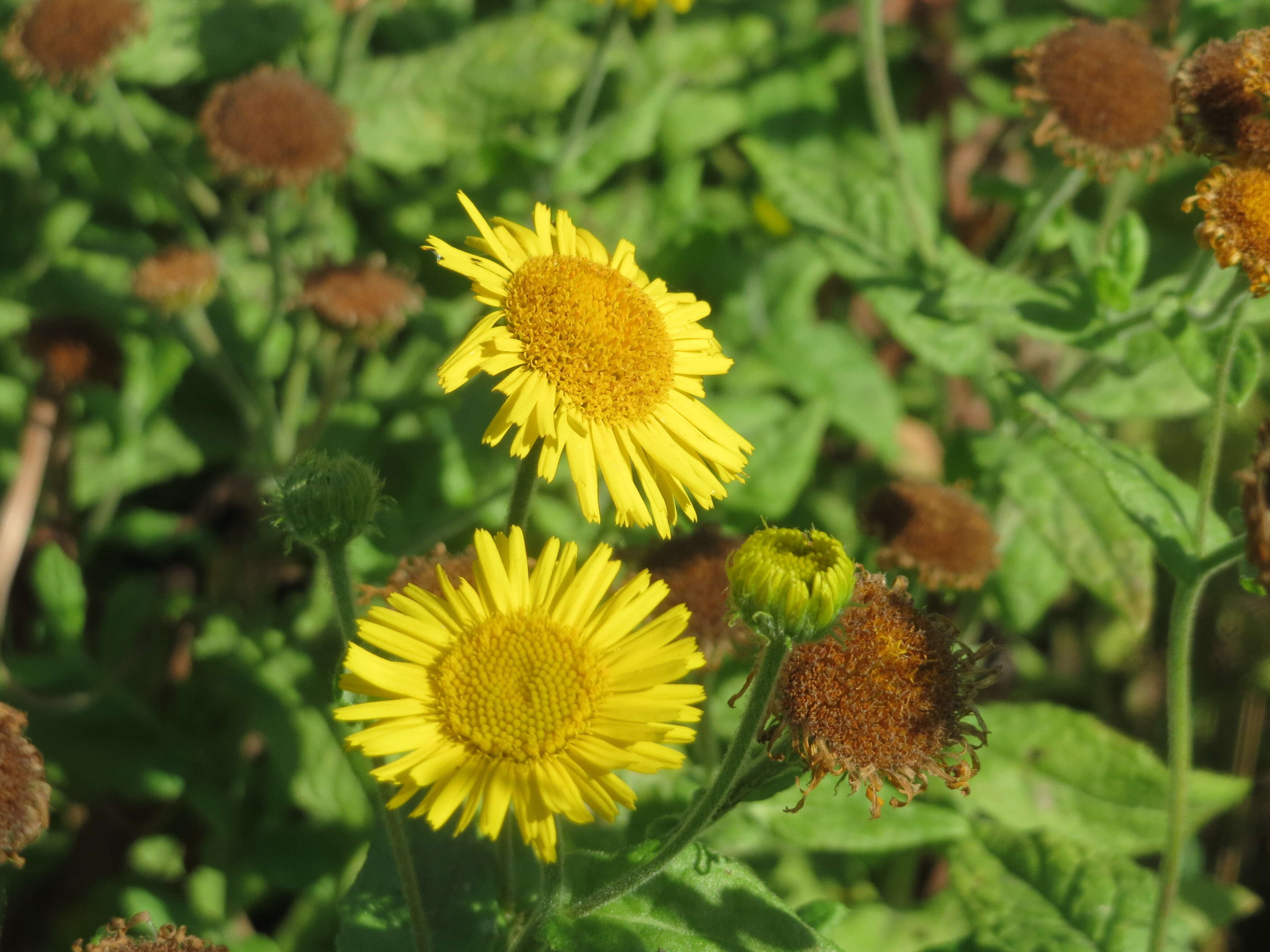 Image of common fleabane