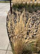 Image of feather reed grass