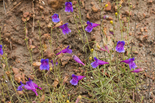 Image of foothill beardtongue