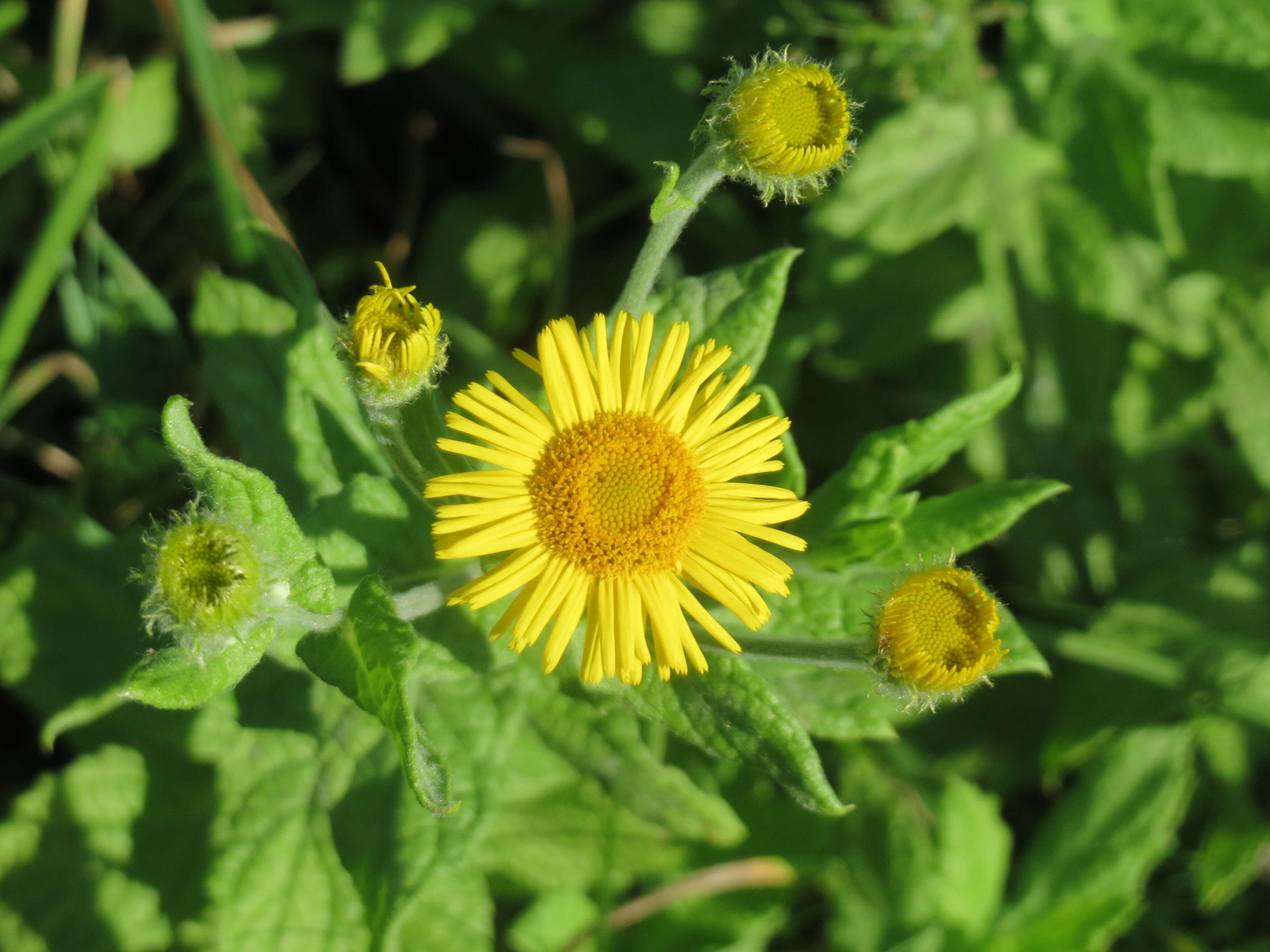 Image of common fleabane