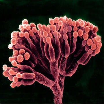 Image of Penicillium