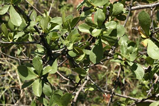 Plancia ëd Commiphora glandulosa Schinz