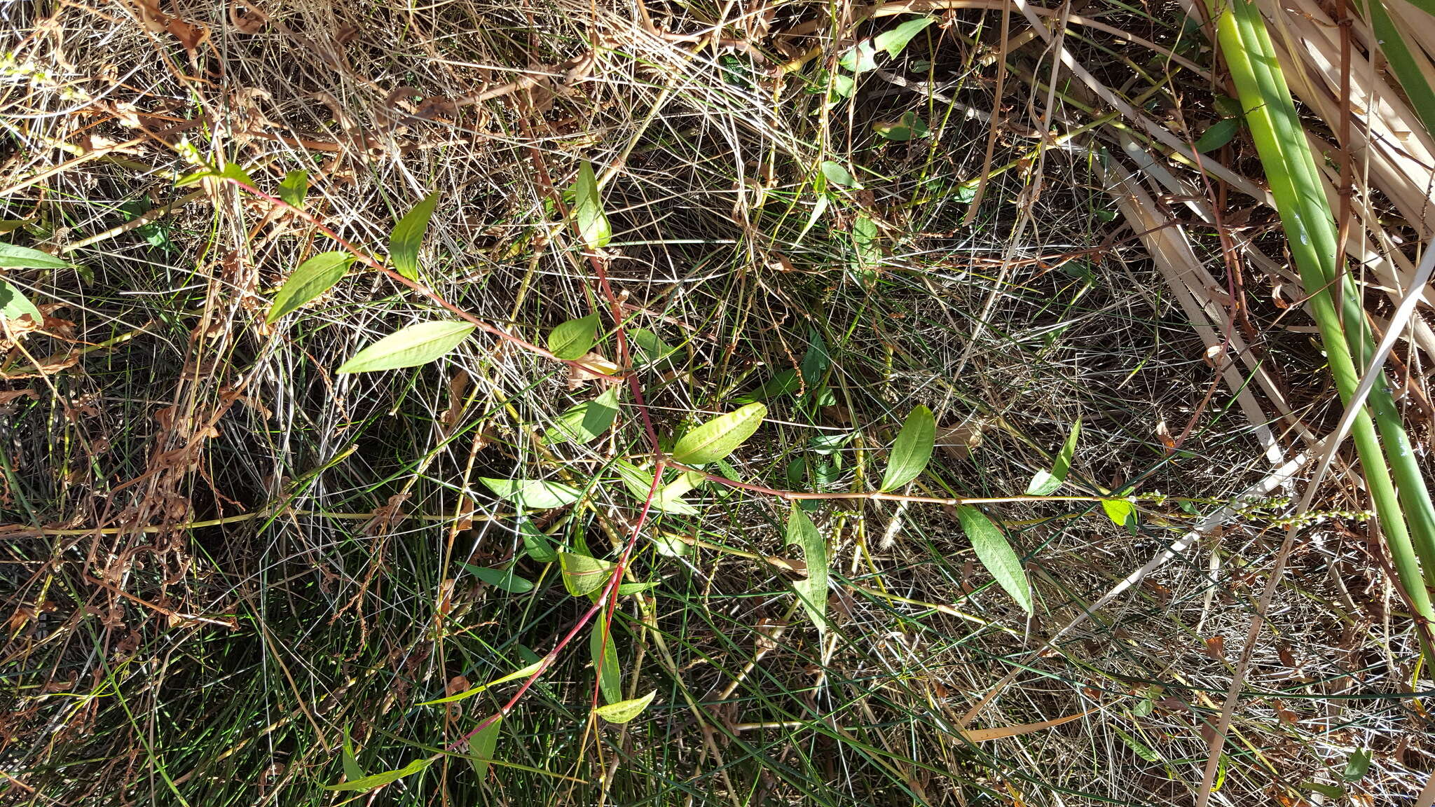 Image of Dotted Smartweed