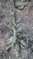 Imagem de Cirsium neomexicanum A. Gray