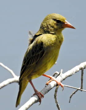 Image of Cape Weaver