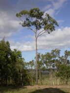 Image of northern gray ironbark